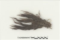 藏品(柳葉苔科)的圖片